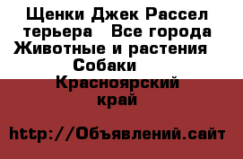 Щенки Джек Рассел терьера - Все города Животные и растения » Собаки   . Красноярский край